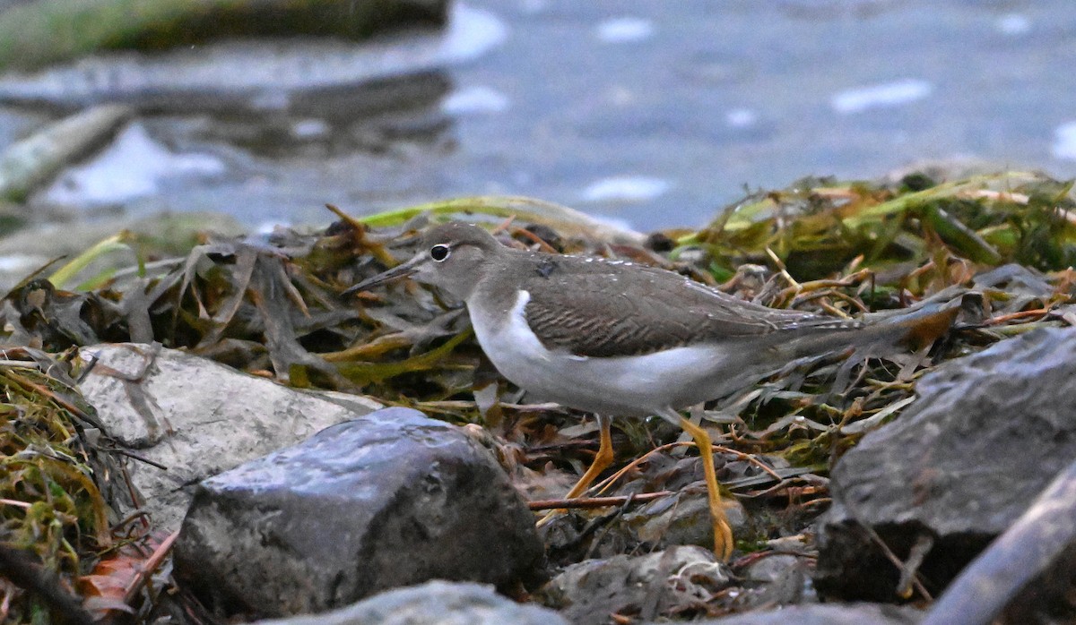 Spotted Sandpiper - ML623528251