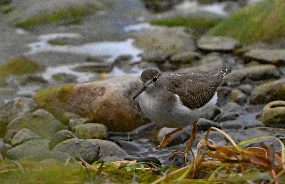 Spotted Sandpiper - ML623528252