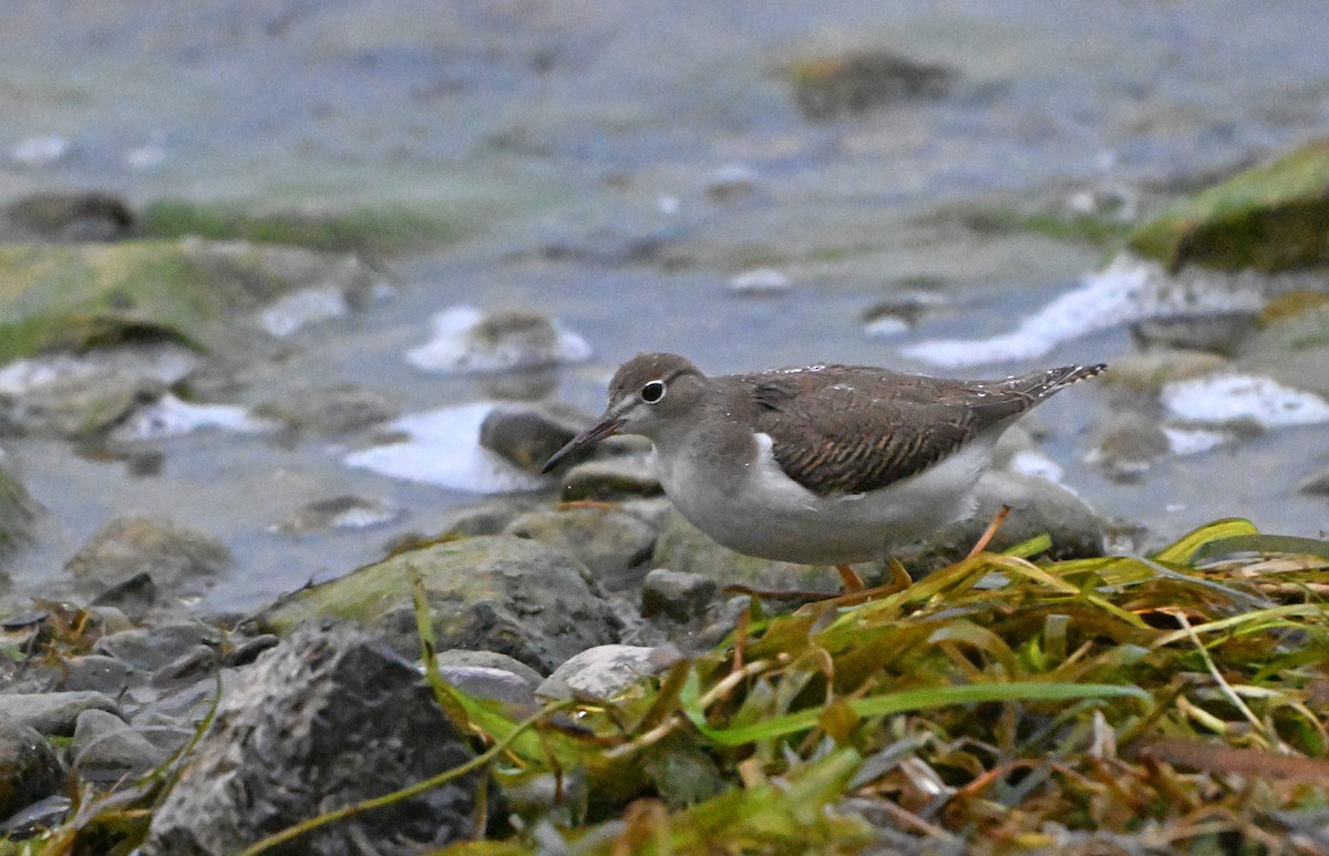 Spotted Sandpiper - ML623528253