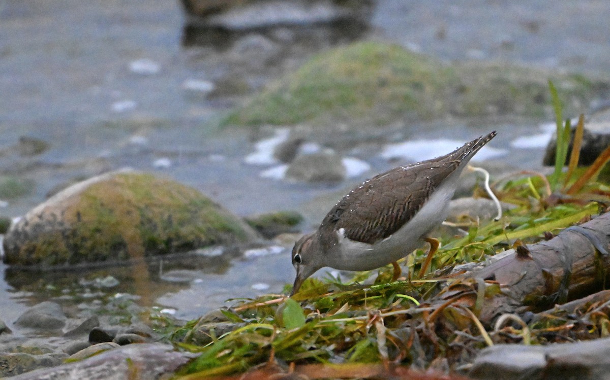 Spotted Sandpiper - ML623528254