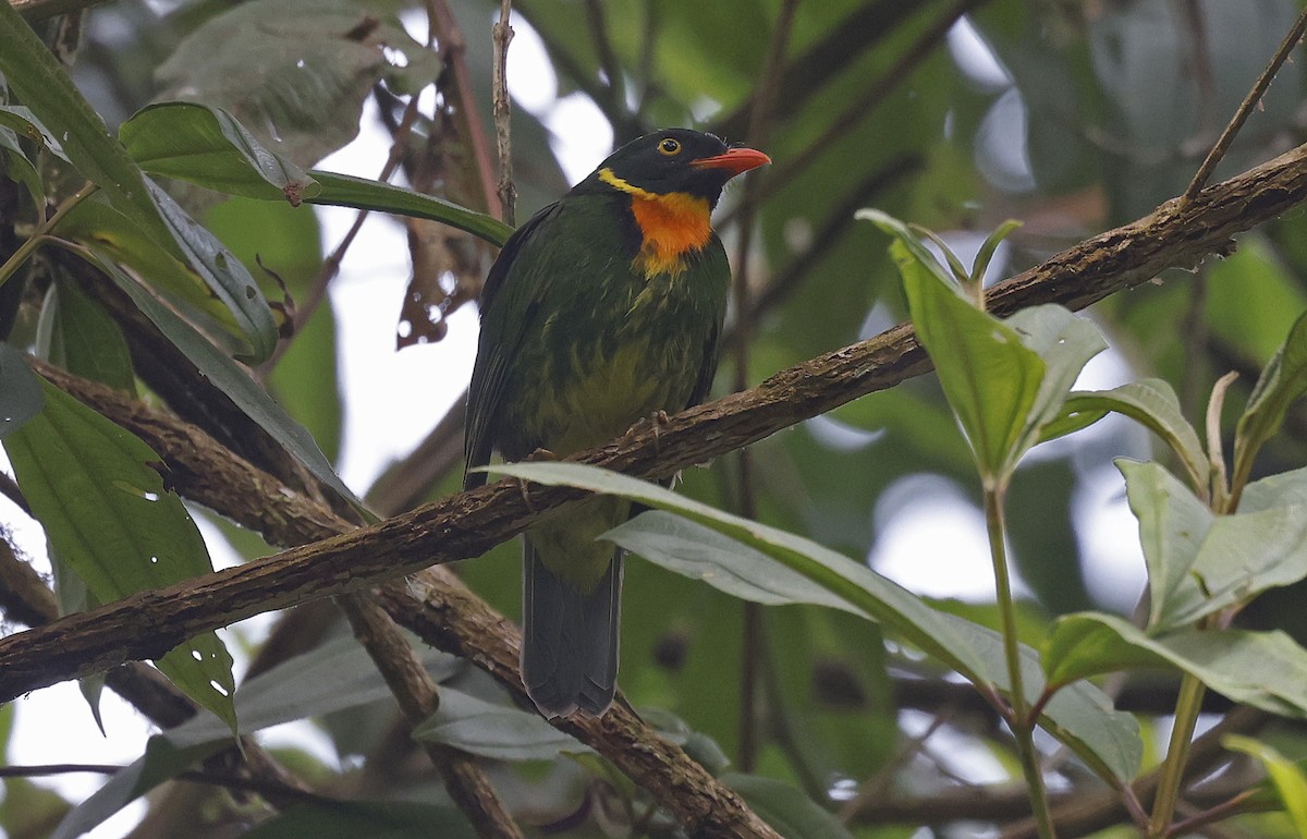 Masked Fruiteater - Paul Chapman