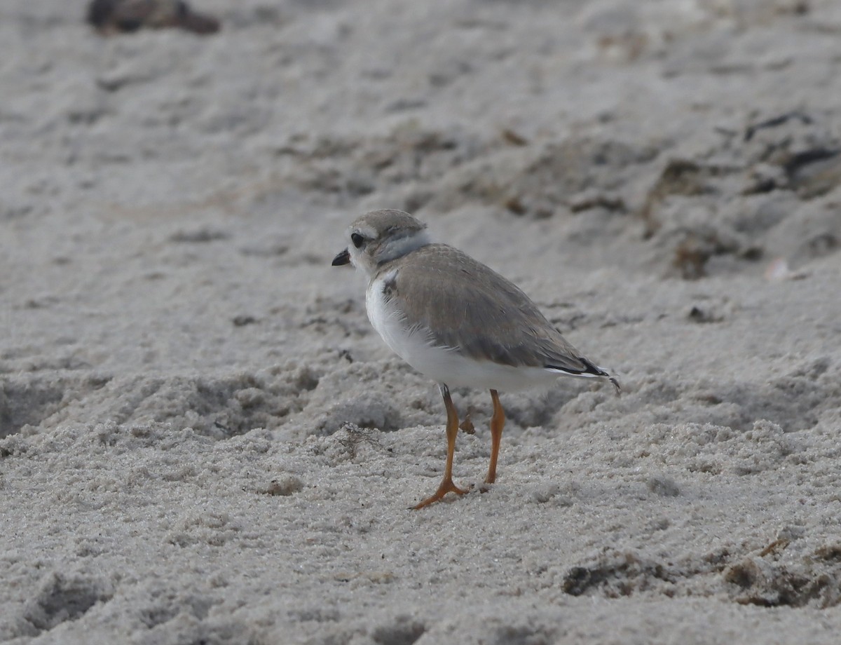 Piping Plover - ML623528330