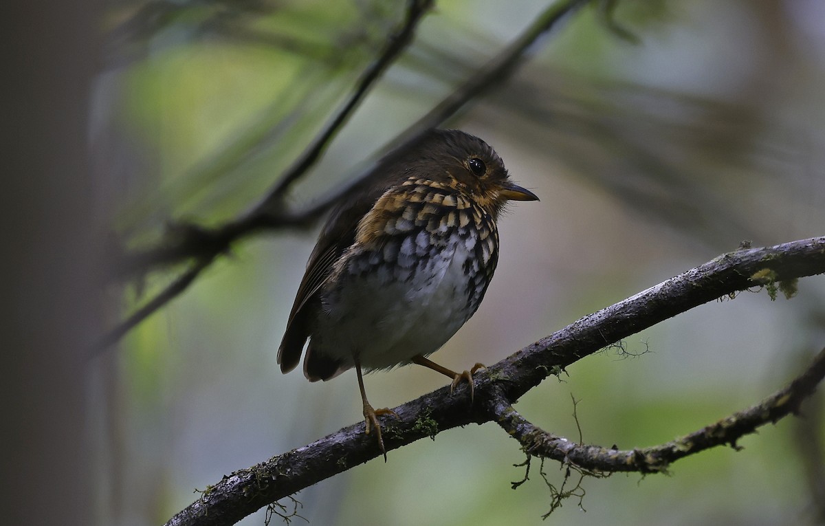 Ochre-breasted Antpitta - ML623528354