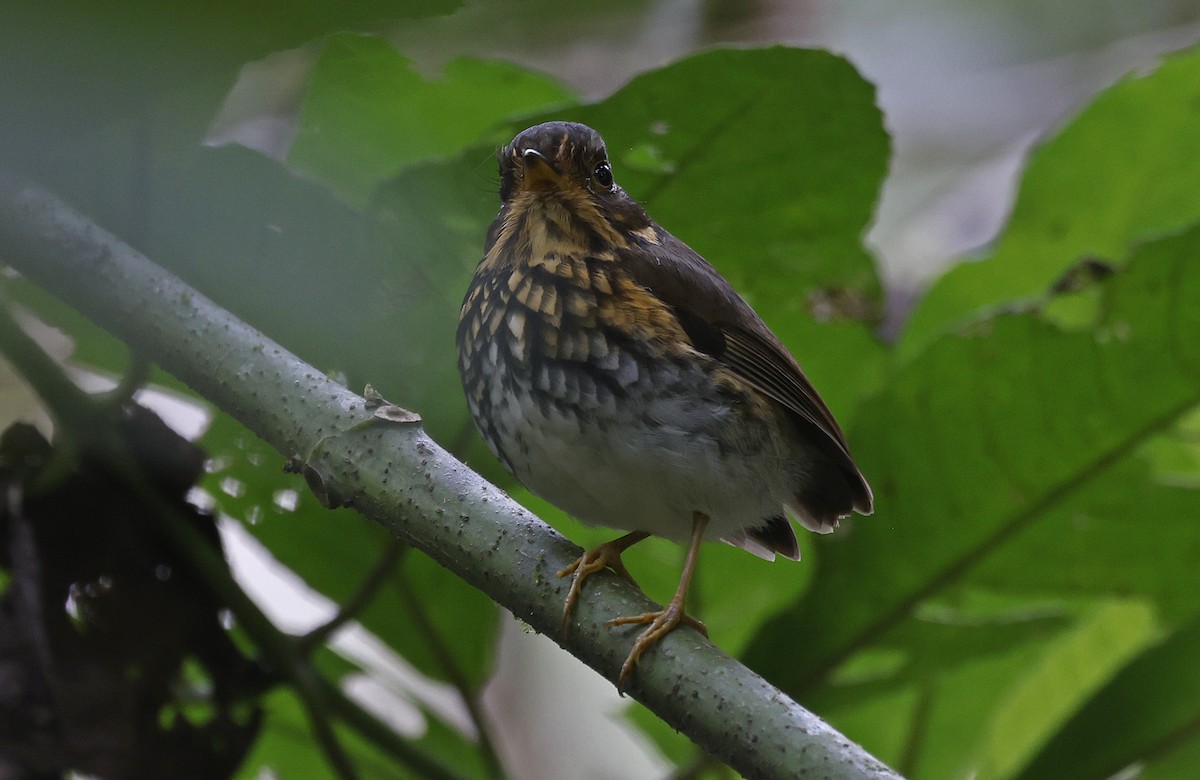 Ochre-breasted Antpitta - ML623528357