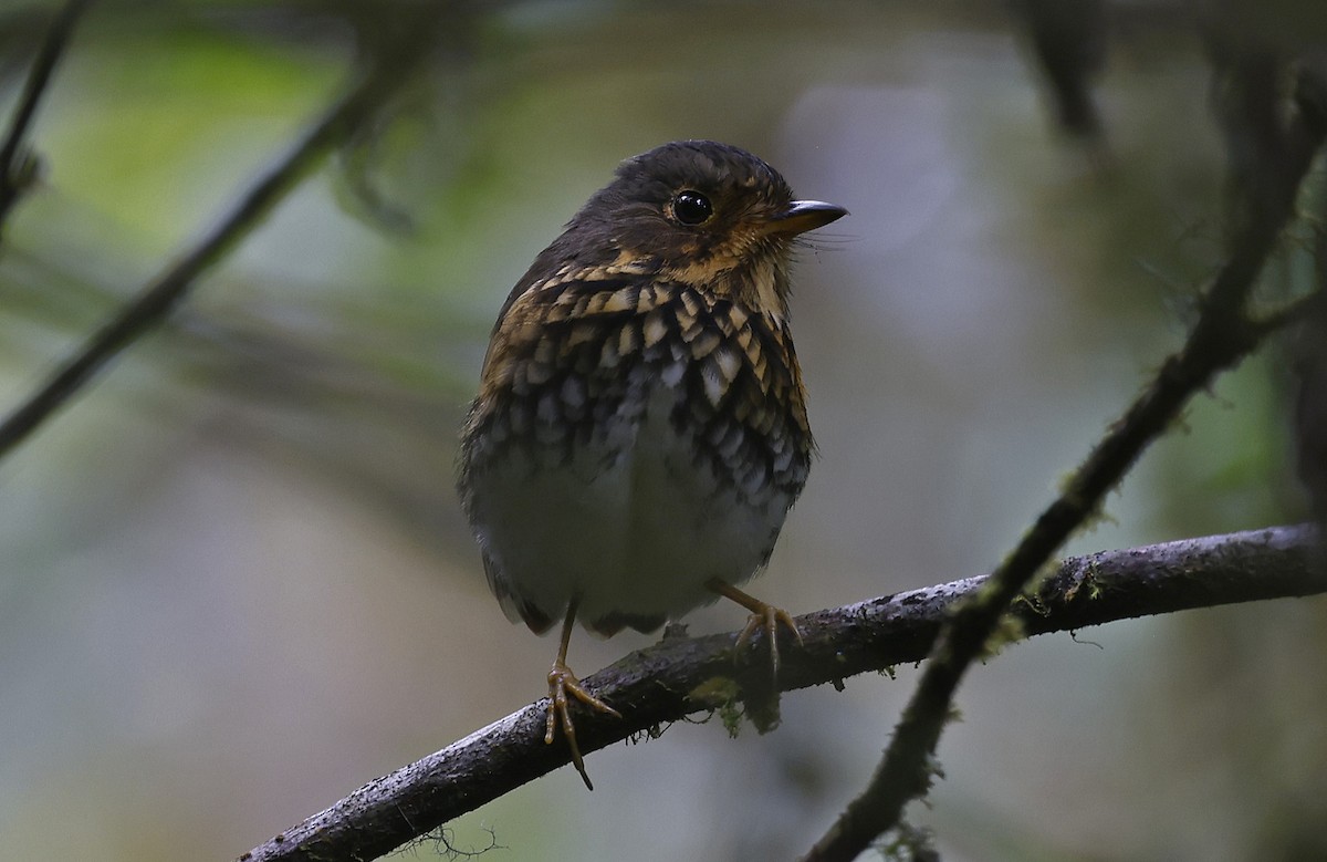 Ochre-breasted Antpitta - ML623528360