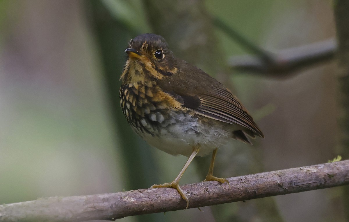 Ochre-breasted Antpitta - ML623528364