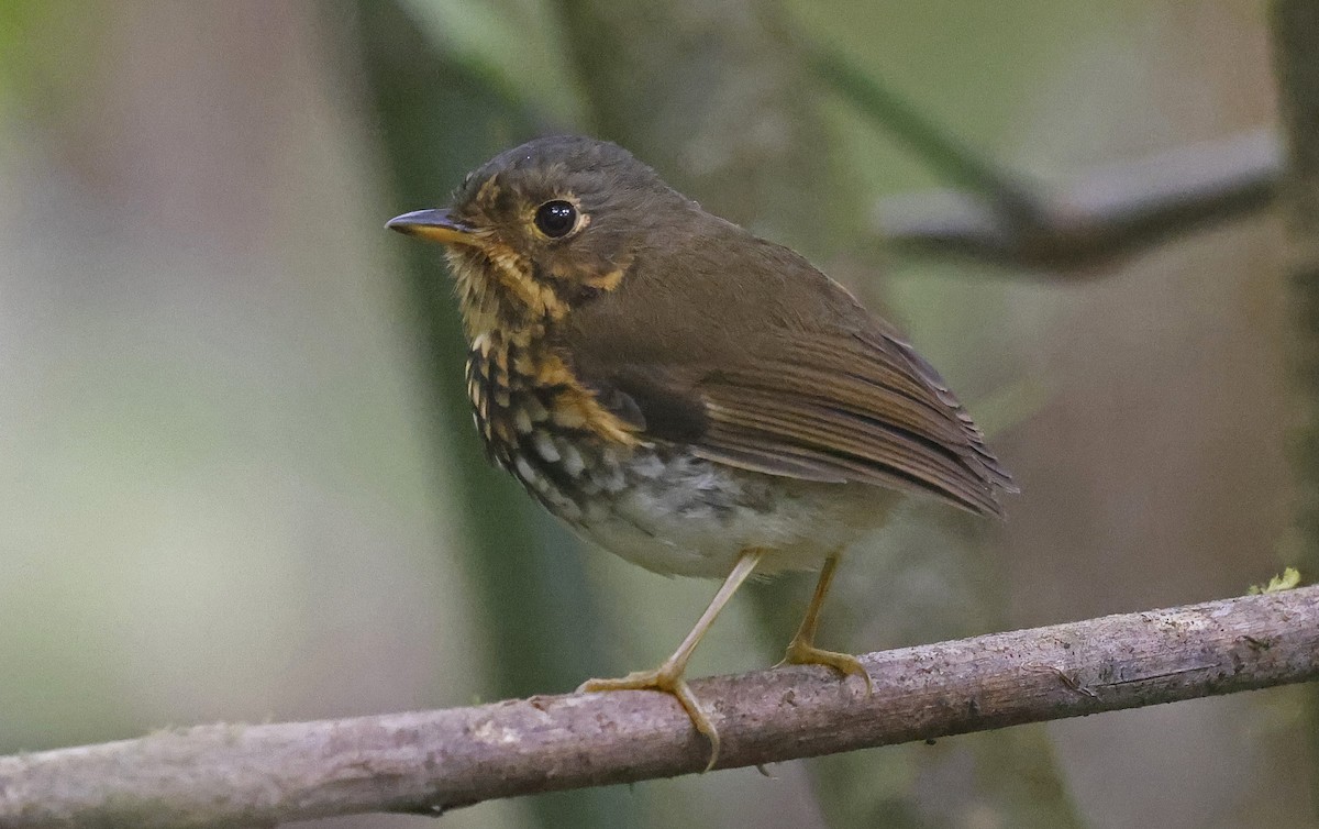 Ochre-breasted Antpitta - ML623528368