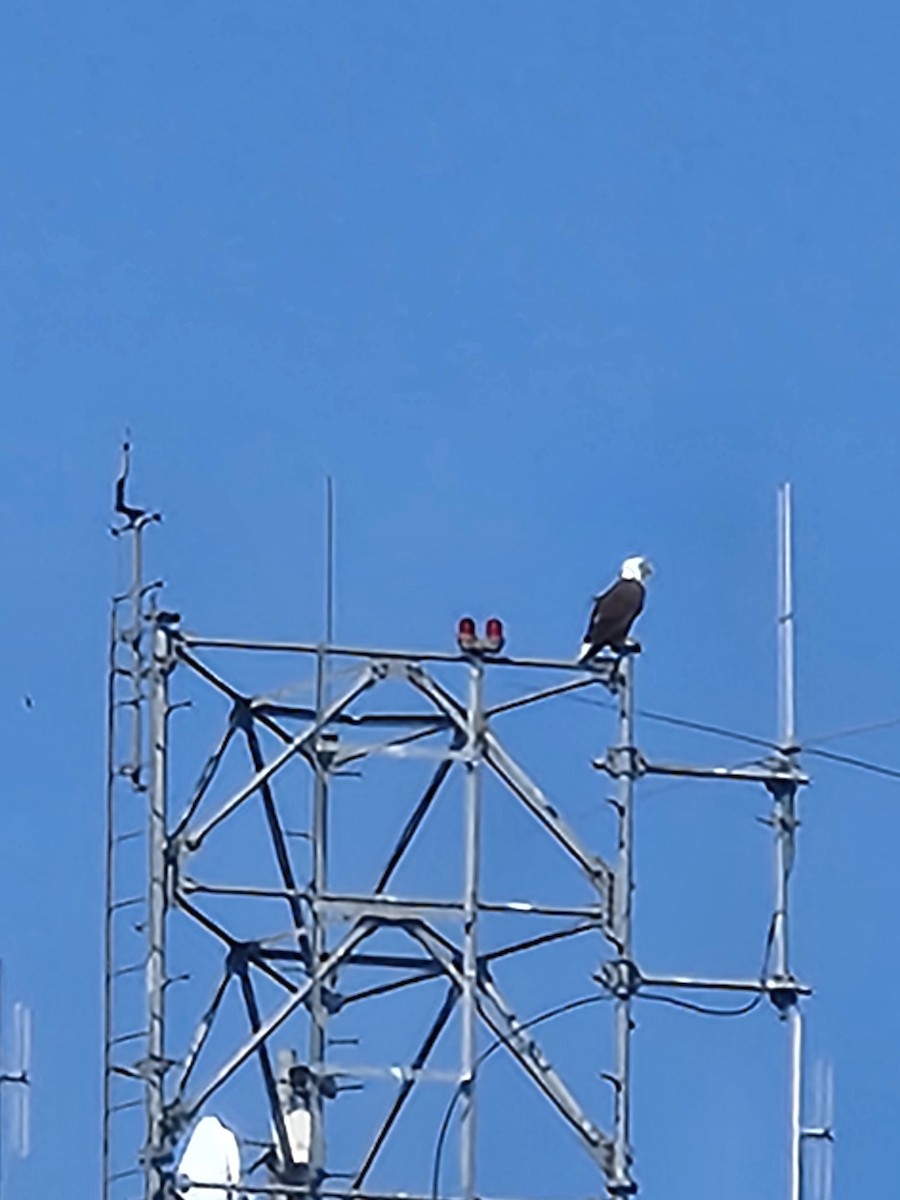 Bald Eagle - ML623528395