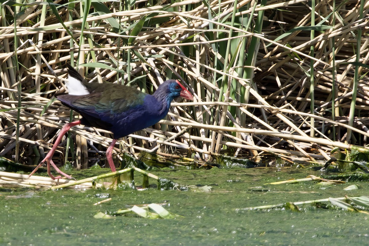 African Swamphen - ML623528398