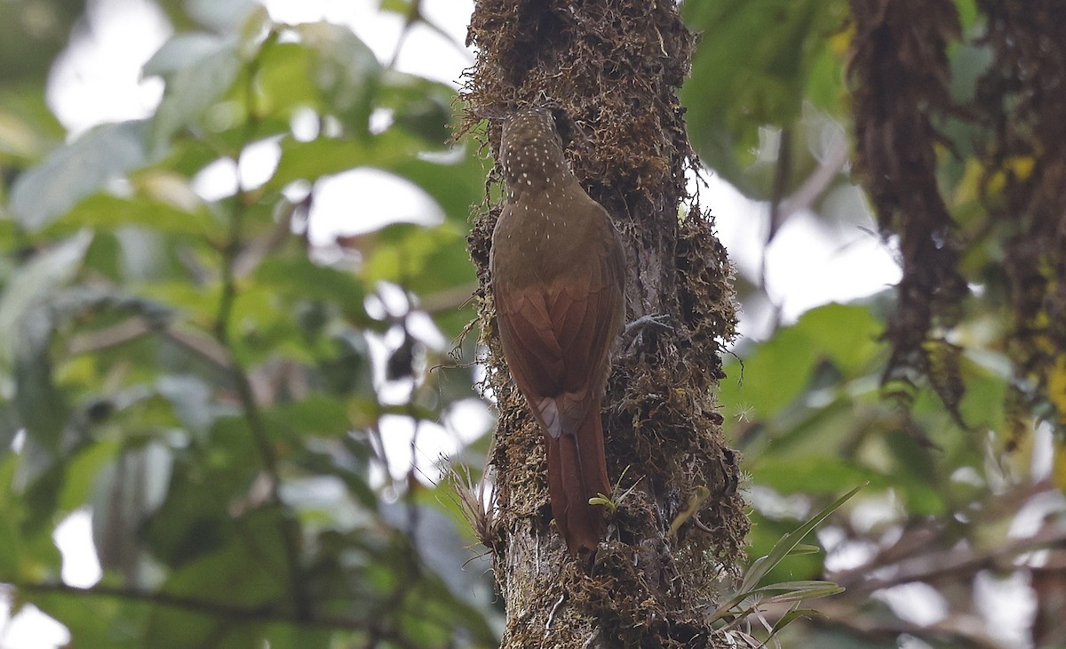 Olive-backed Woodcreeper - ML623528400