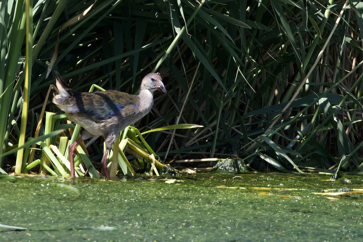 African Swamphen - ML623528401