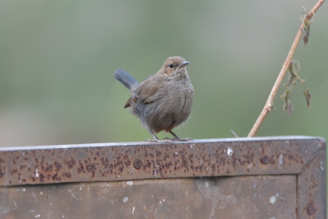 Indian Robin - ML623528413