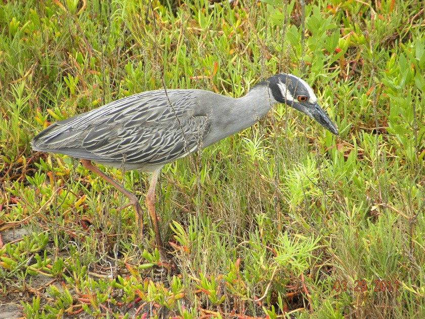 Yellow-crowned Night Heron (Yellow-crowned) - ML623528433