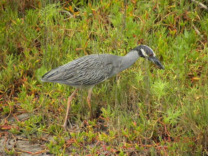 Yellow-crowned Night Heron (Yellow-crowned) - ML623528458