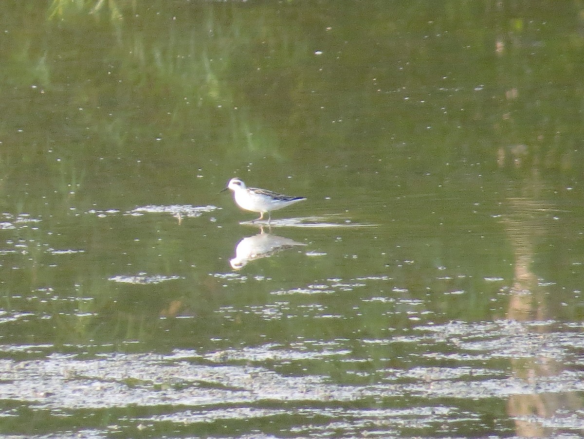 Red-necked Phalarope - ML623528459