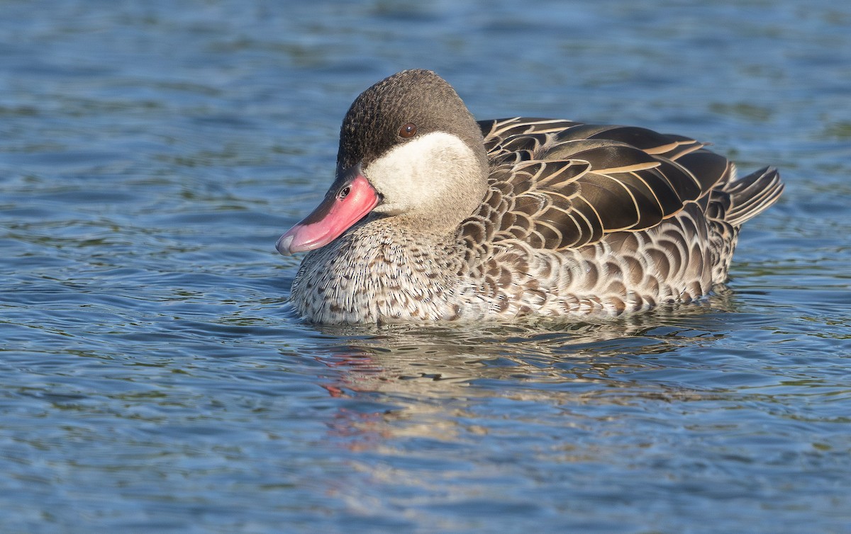 Red-billed Duck - ML623528500
