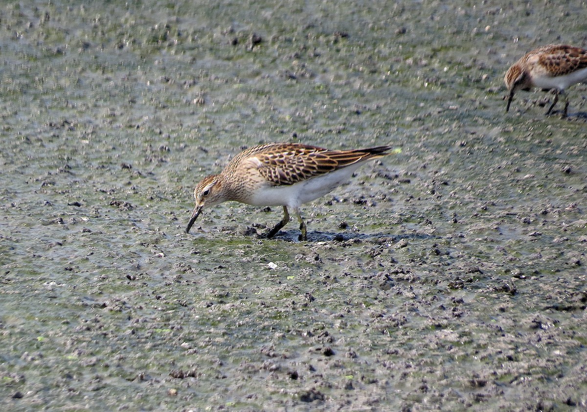 Pectoral Sandpiper - ML623528514