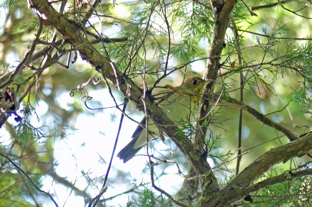 Gray-cheeked Thrush - ML623528536