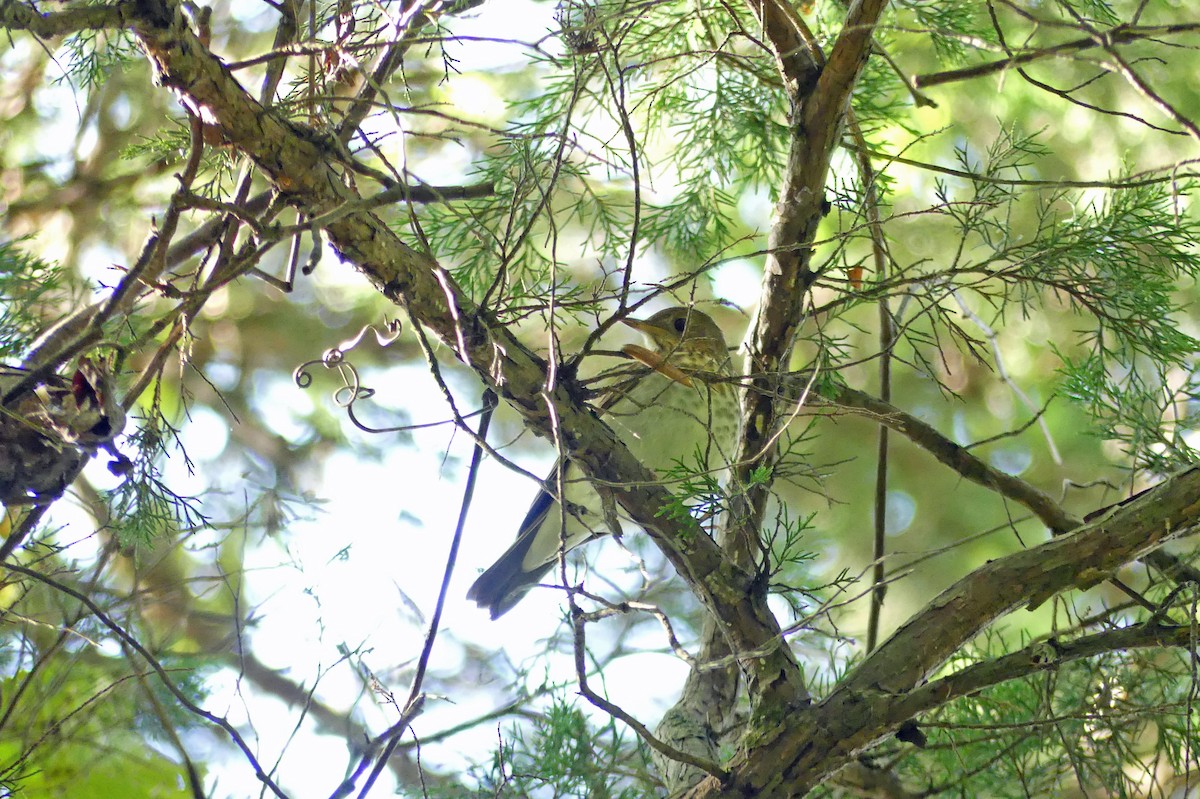 Gray-cheeked Thrush - ML623528537