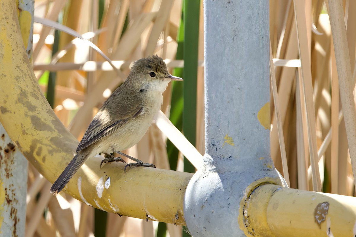 Lesser Swamp Warbler - ML623528538