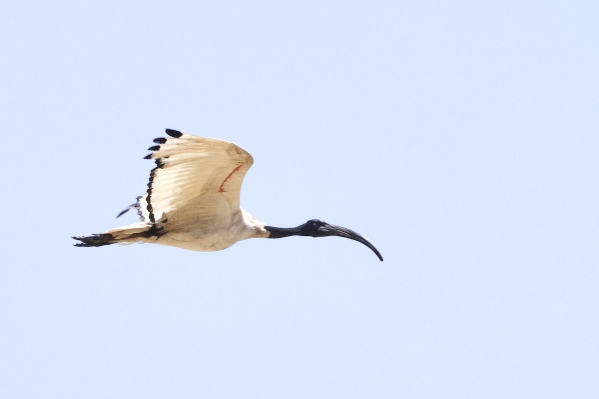 ibis posvátný - ML623528547