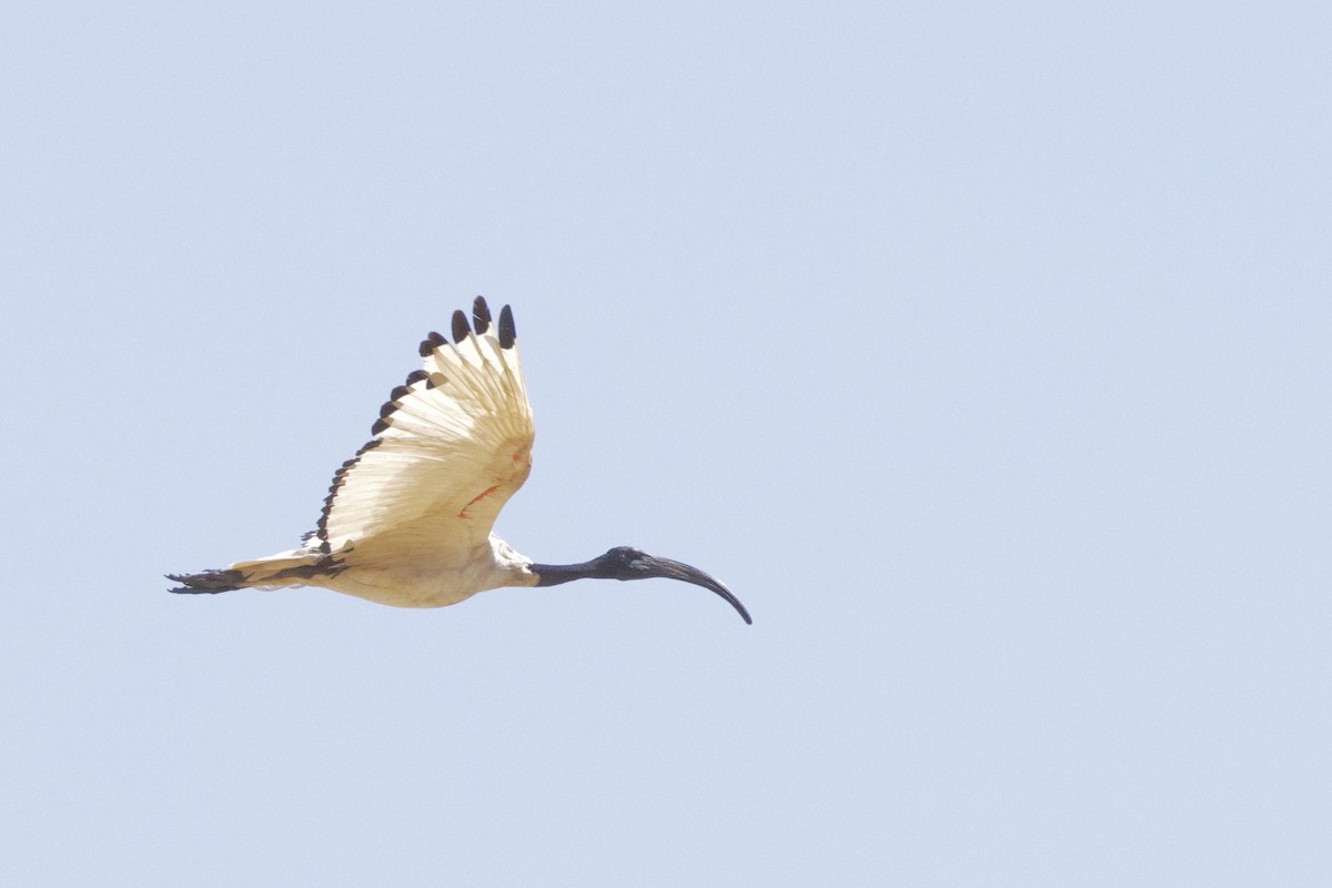 ibis posvátný - ML623528551