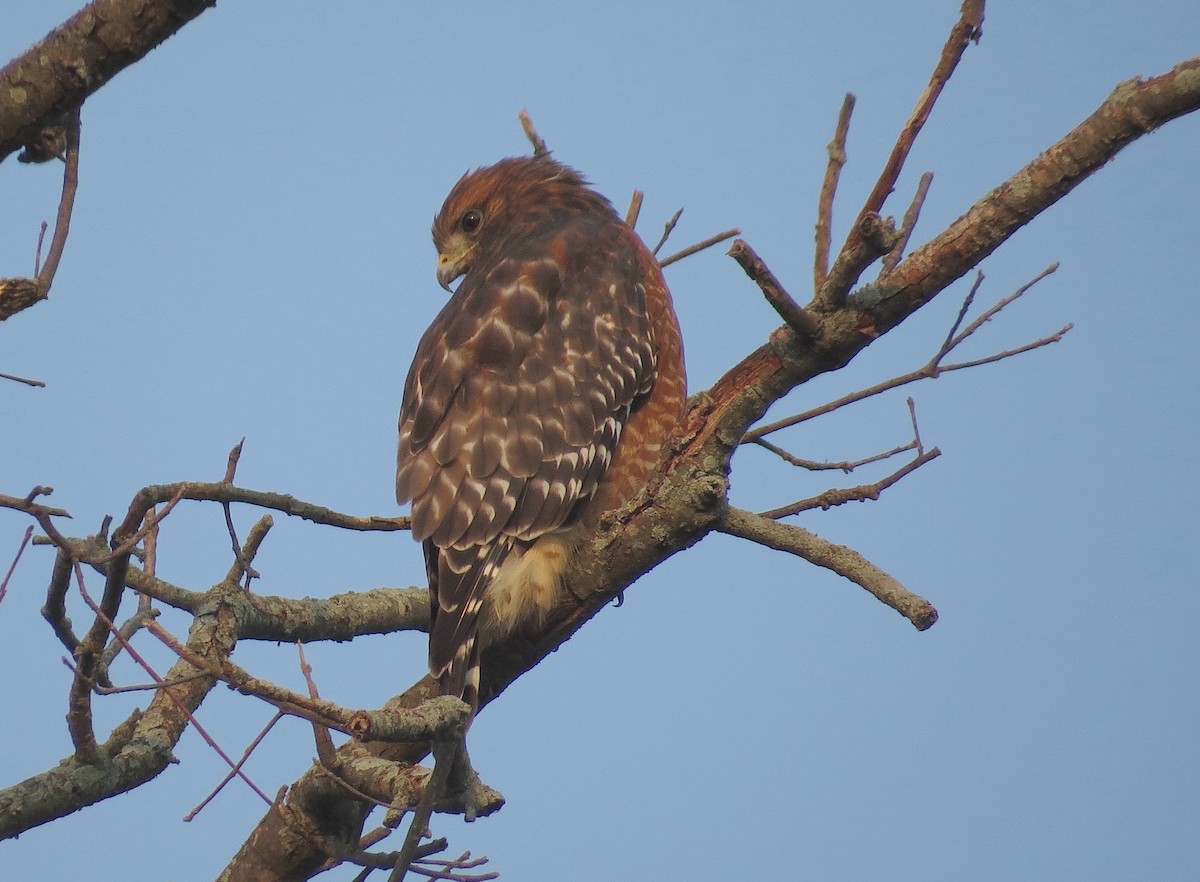 Red-shouldered Hawk - ML623528553