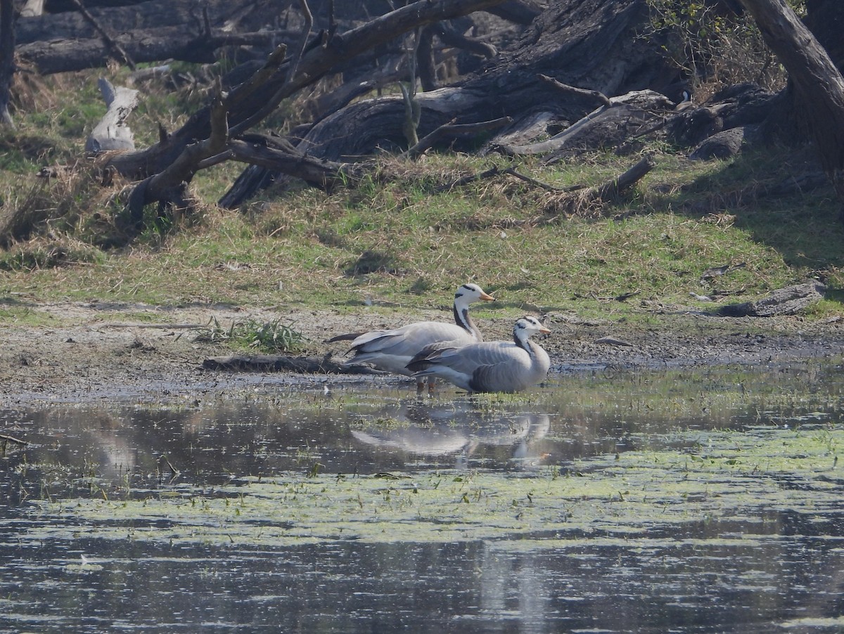 Bar-headed Goose - ML623528556