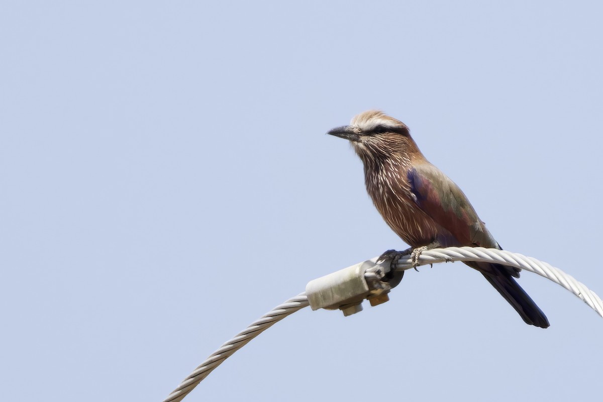 Rufous-crowned Roller - ML623528563