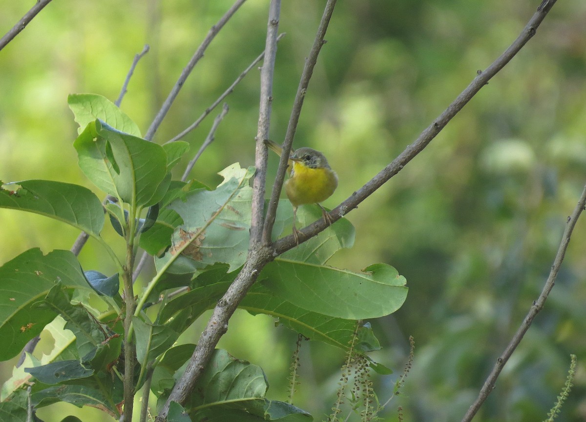 Common Yellowthroat - ML623528564