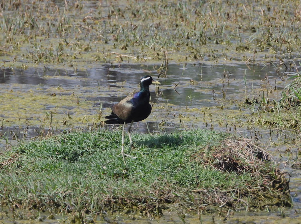 Bronze-winged Jacana - ML623528575