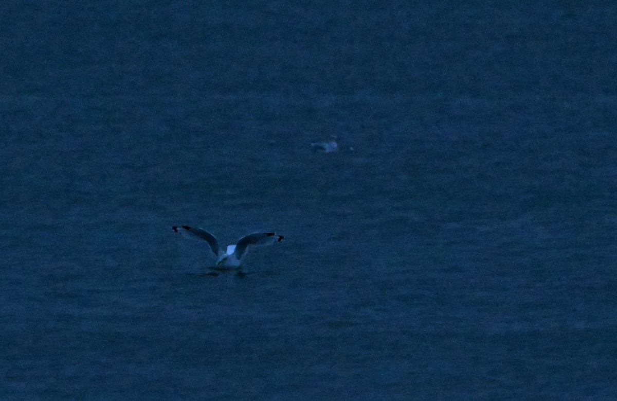 Ring-billed Gull - ML623528576