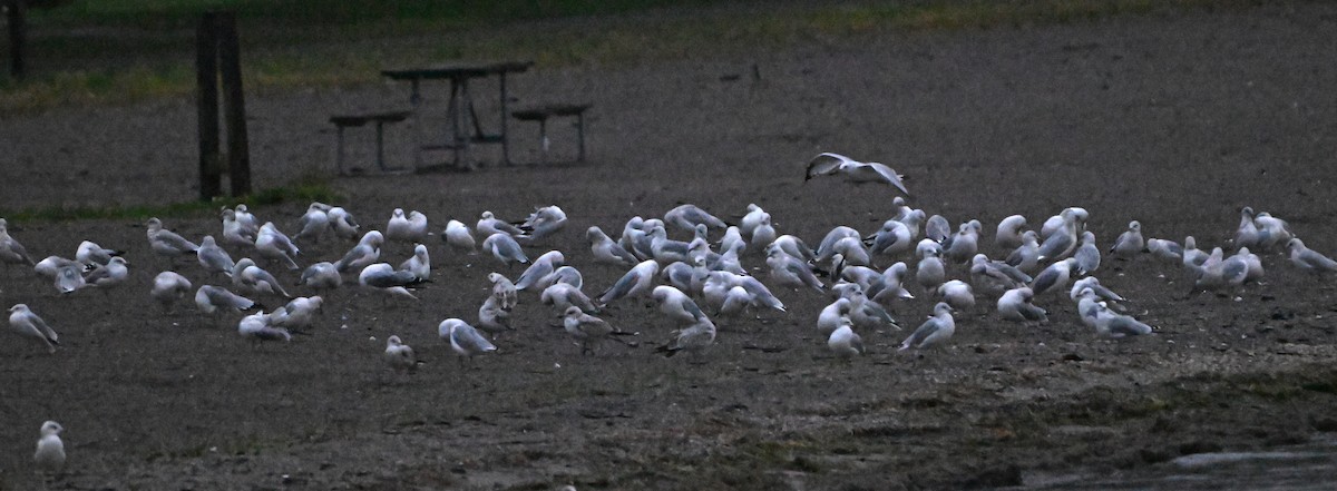 Ring-billed Gull - ML623528579