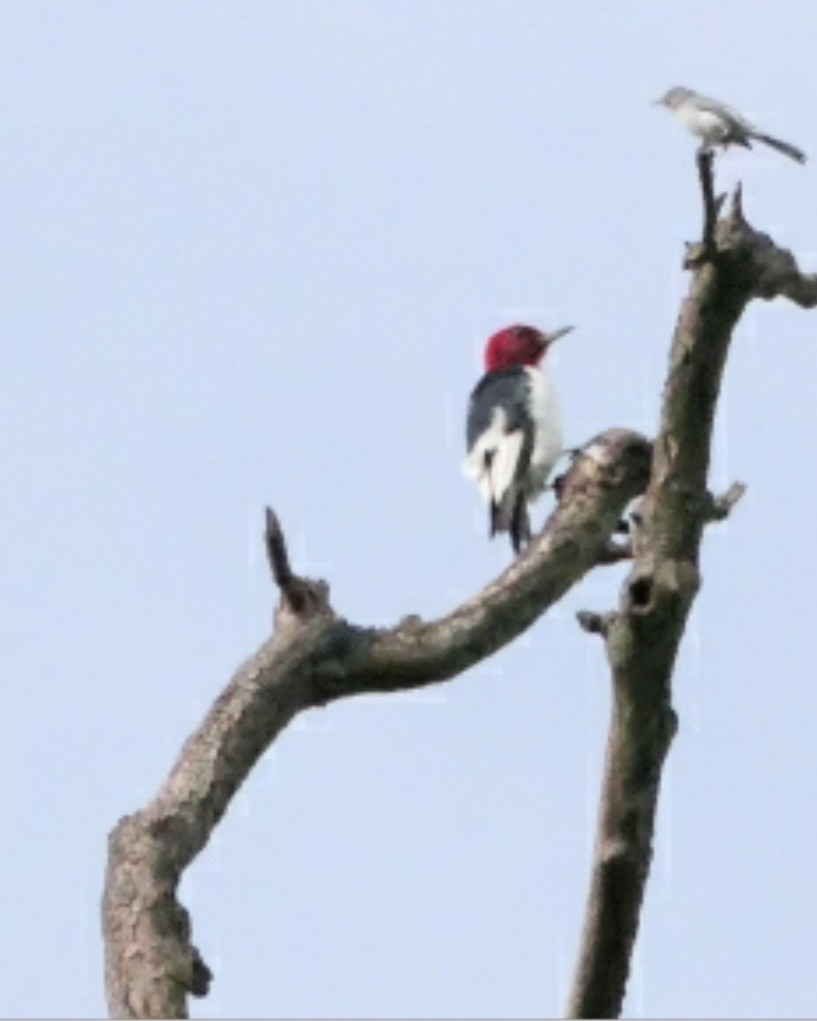 Red-headed Woodpecker - ML623528599