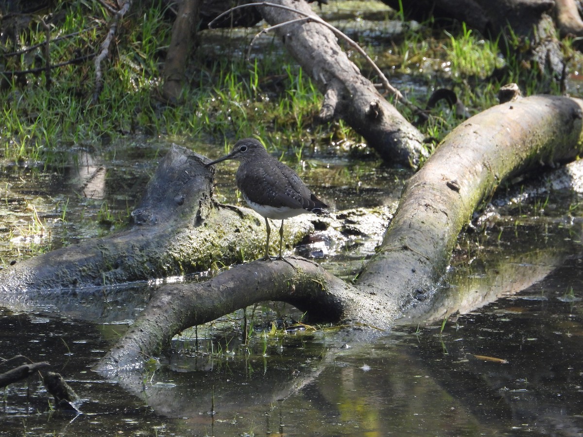 Green Sandpiper - ML623528606