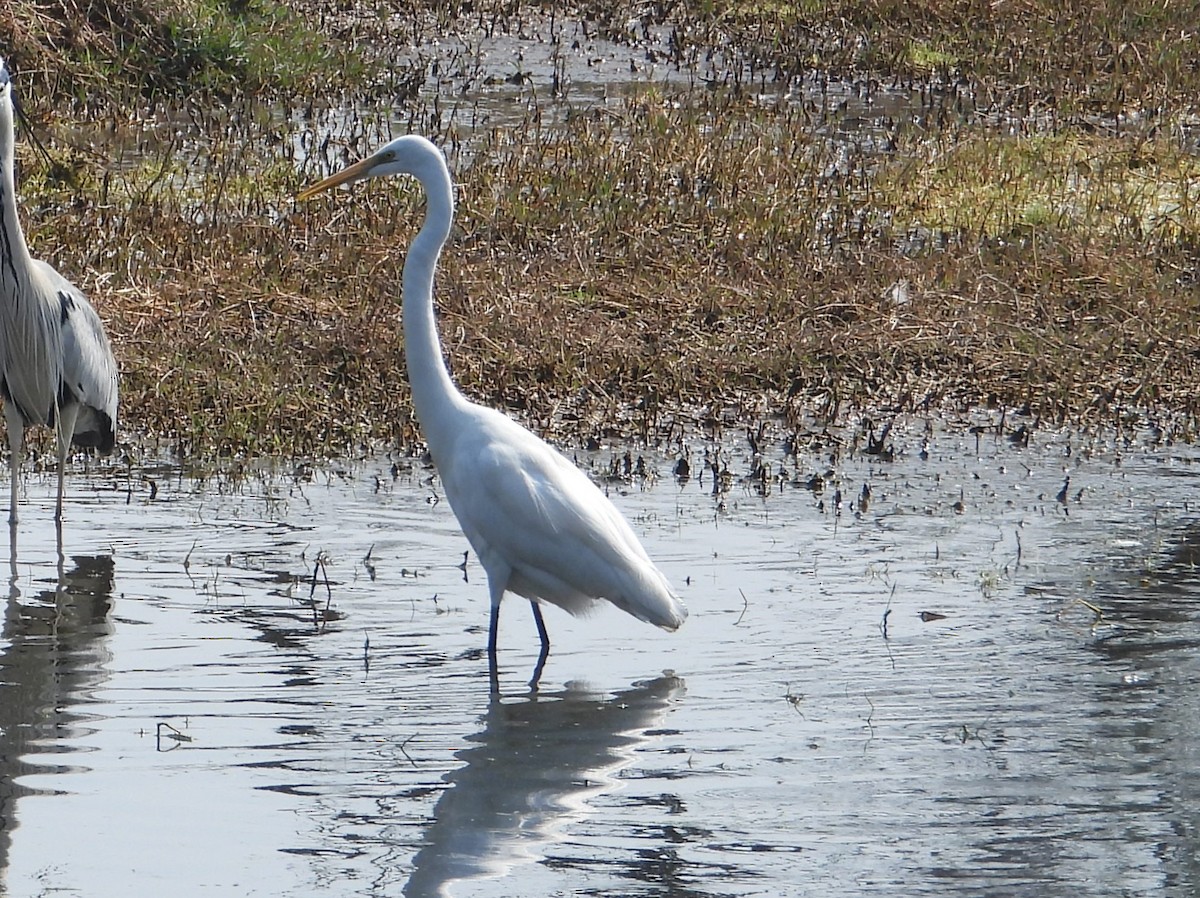 Great Egret - ML623528625