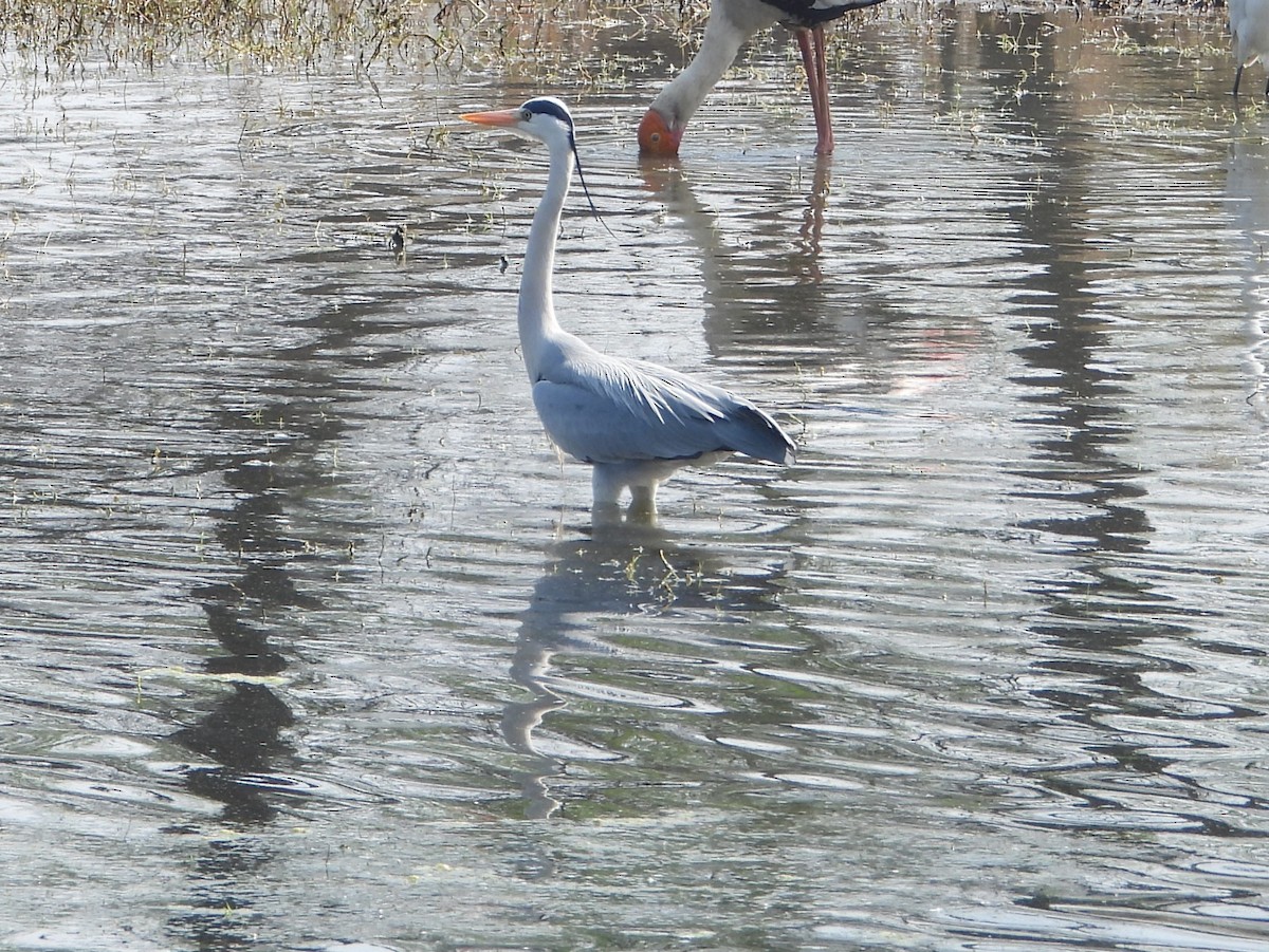 Gray Heron - ML623528637