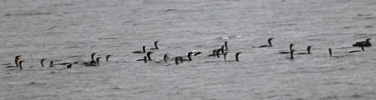 Double-crested Cormorant - ML623528644