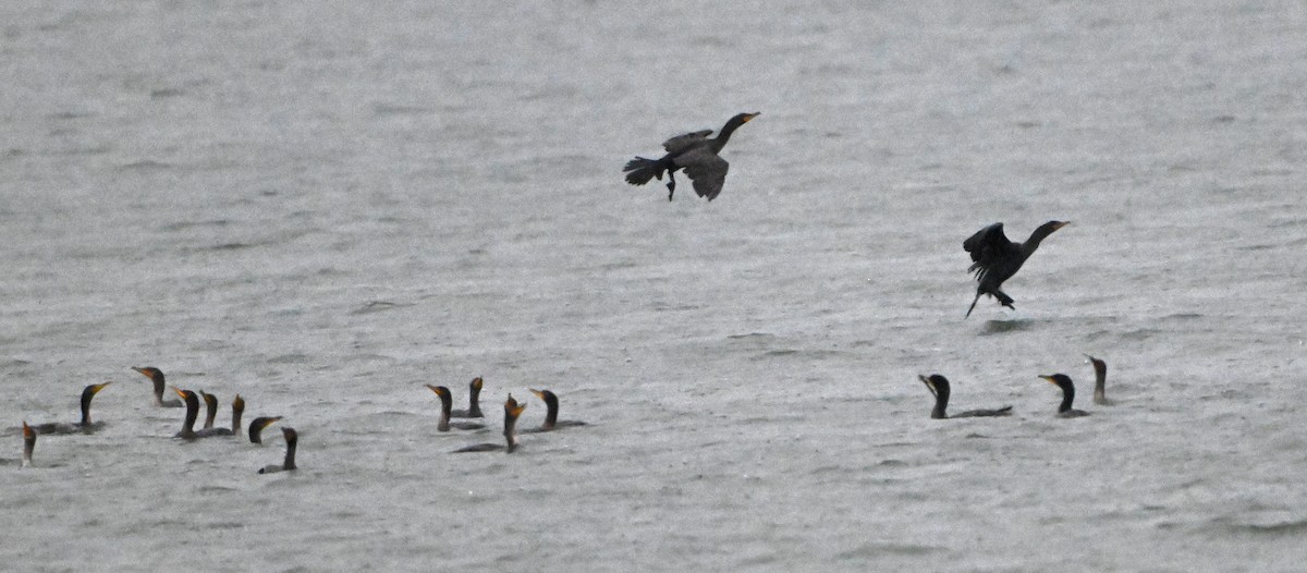 Double-crested Cormorant - ML623528646