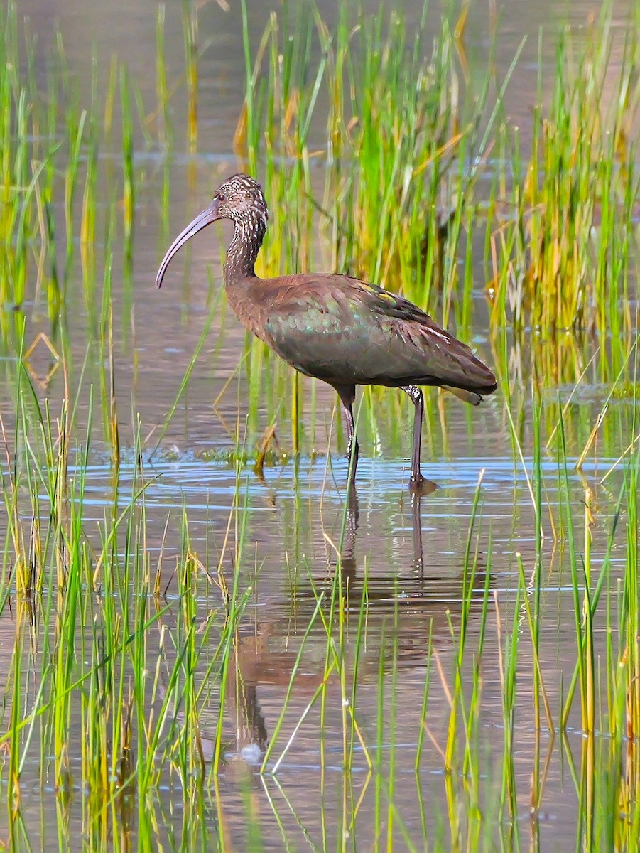 White-faced Ibis - ML623528647