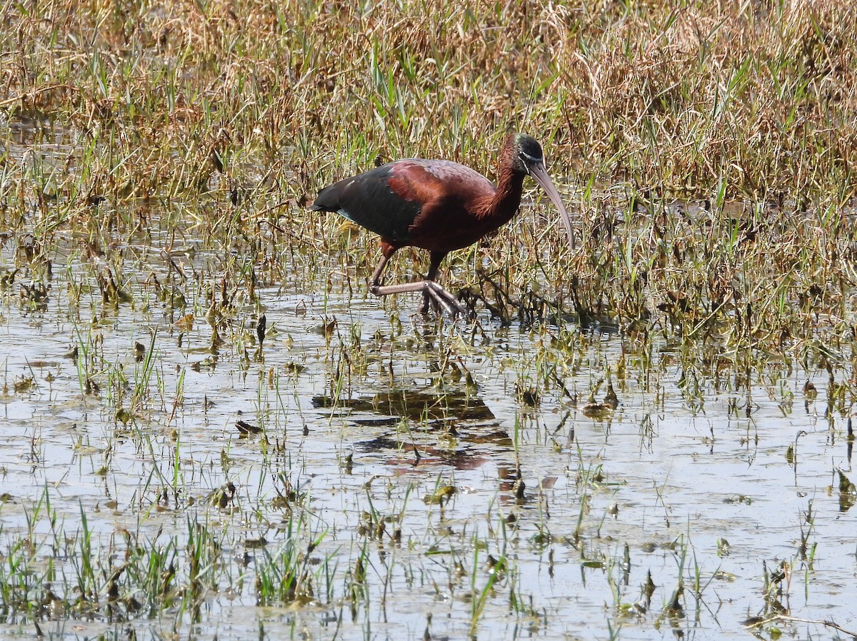 Glossy Ibis - ML623528649