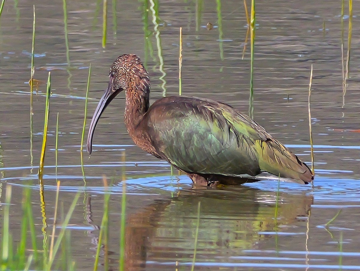 White-faced Ibis - ML623528653