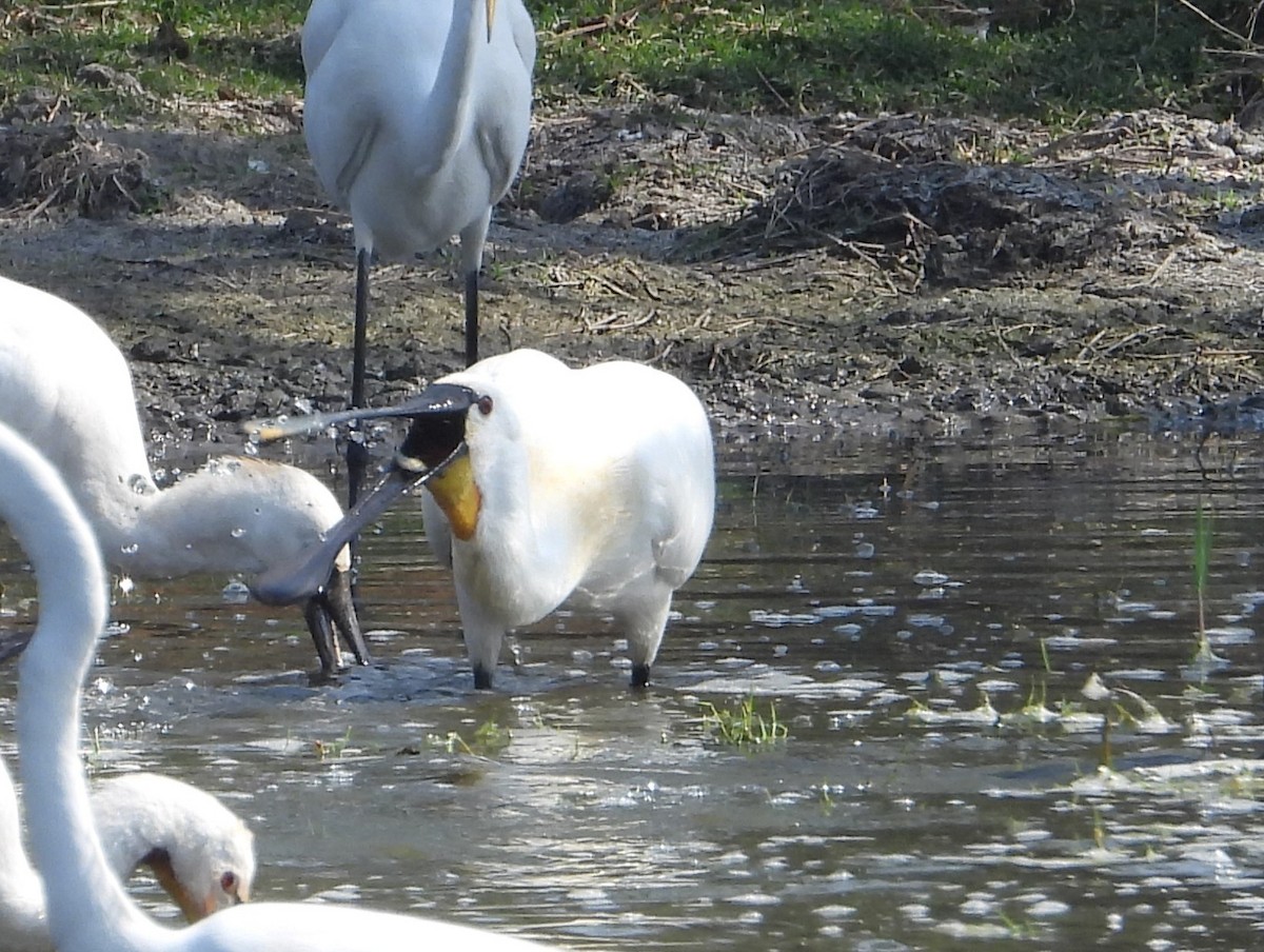 Eurasian Spoonbill - ML623528656