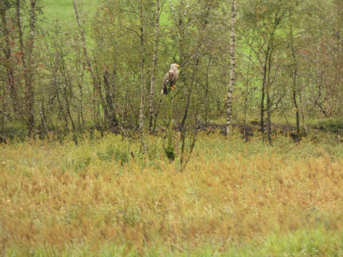 White-tailed Eagle - ML623528661