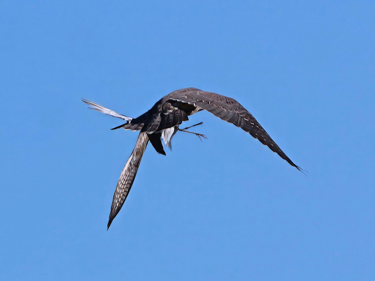 Peregrine Falcon - ML623528663