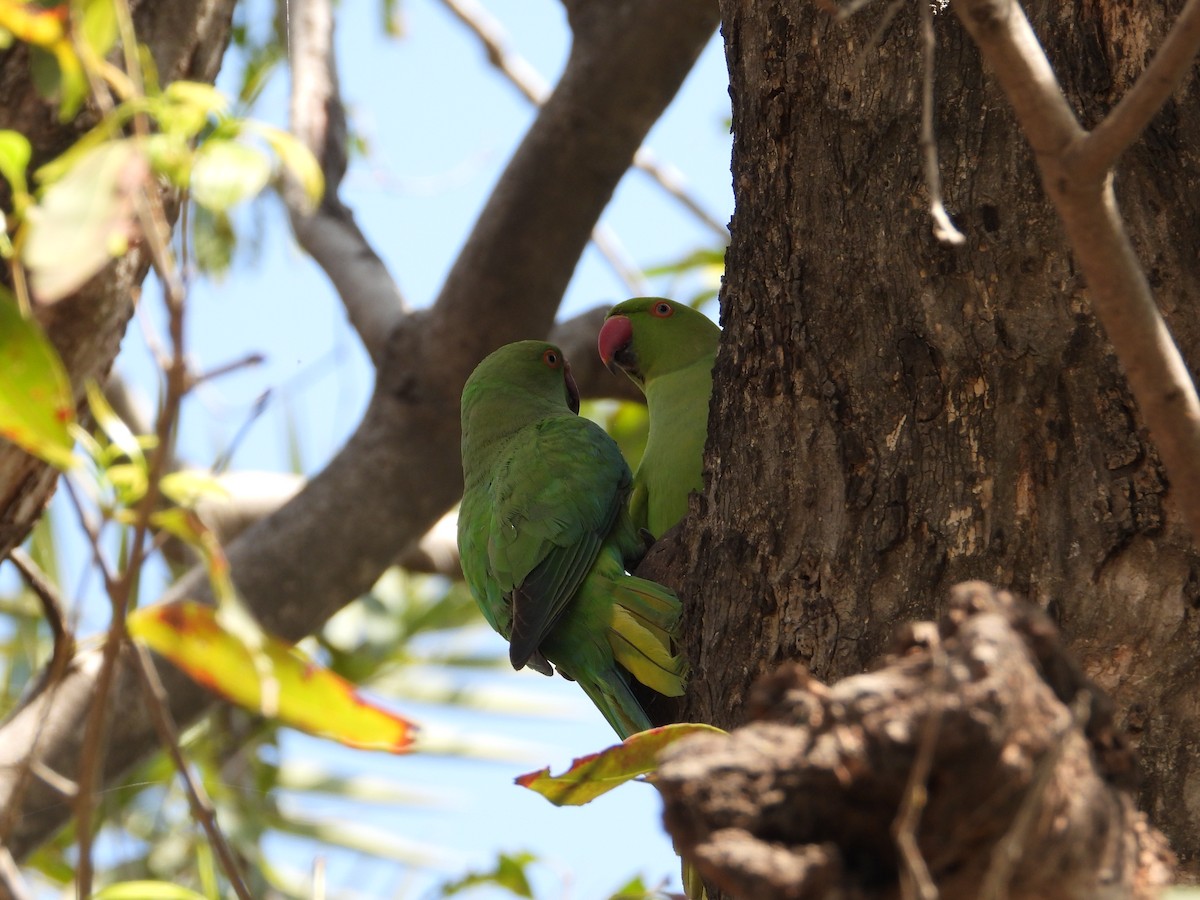 Rose-ringed Parakeet - ML623528675