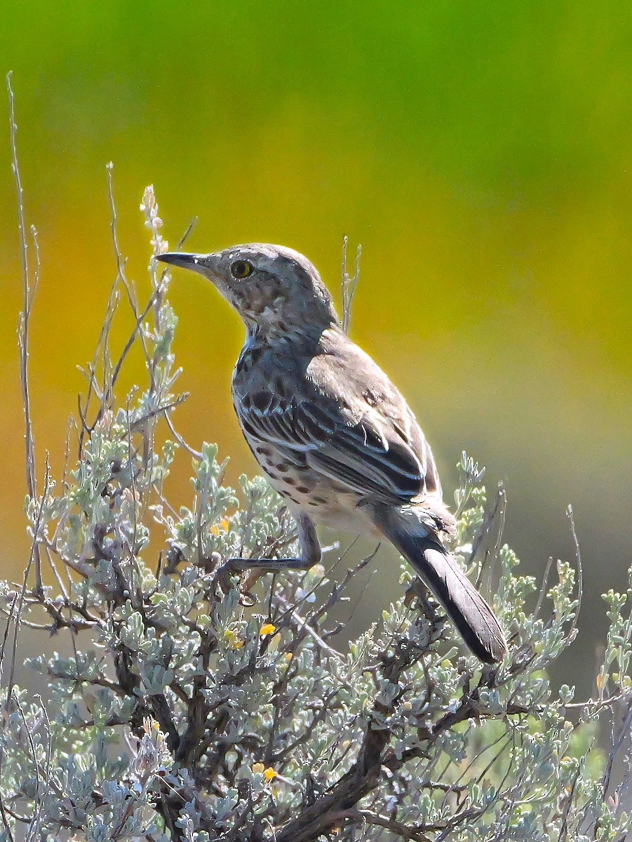 Sage Thrasher - ML623528680