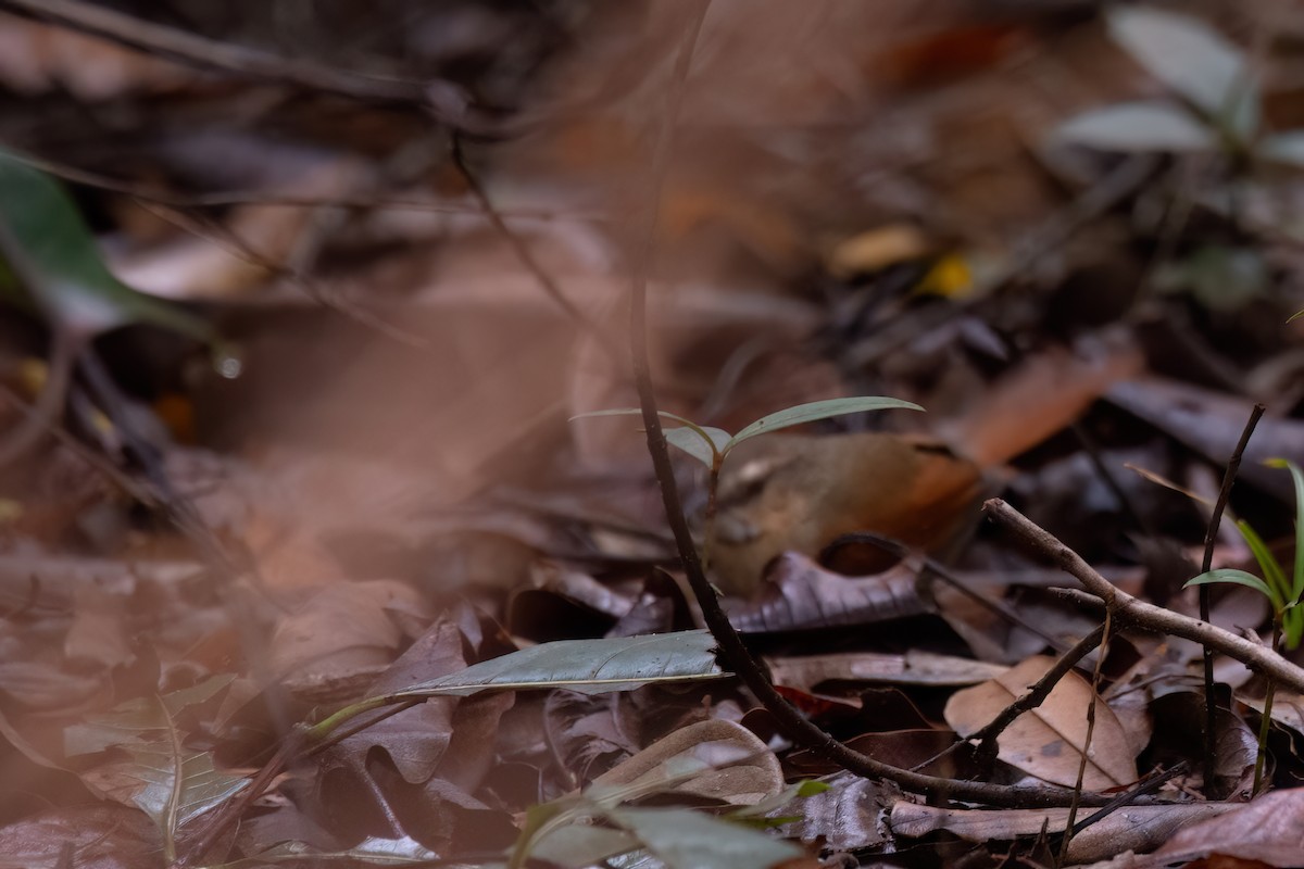 Ochre-cheeked Spinetail - ML623528711