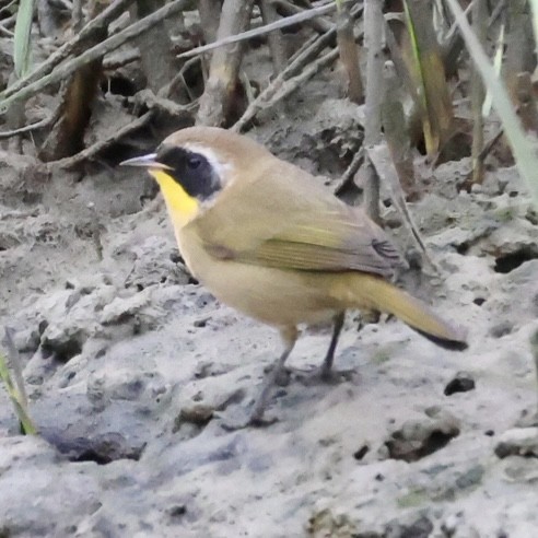 Common Yellowthroat - ML623528723