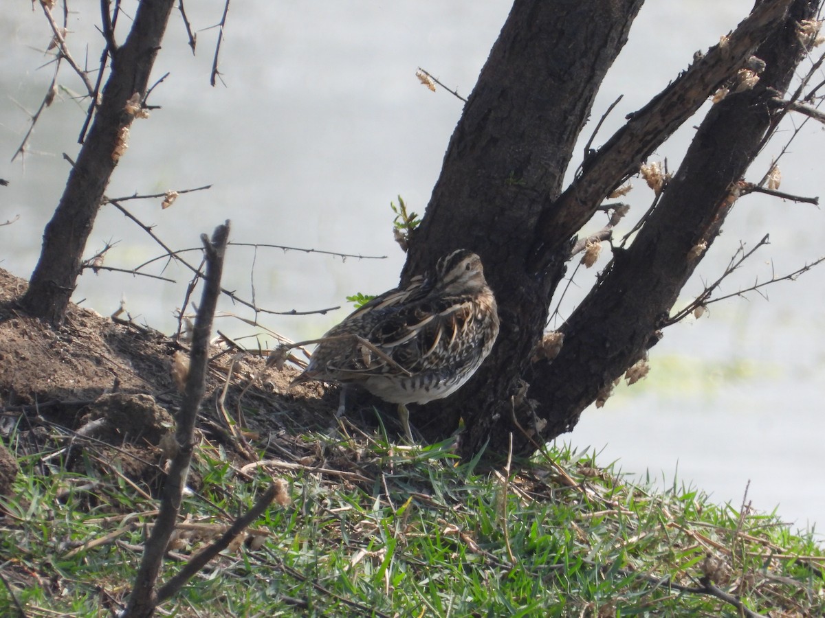 Common Snipe - ML623528724